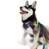 American River Choke Free Dog Harness Ombre Collection - Cosmic Splash