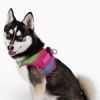 American River Choke Free Dog Harness Ombre Collection - Cotton Candy