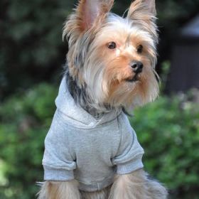 Flex-Fit Dog Hoodie - Gray (Size: Small)